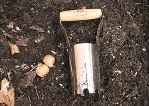 Un plantoir à bulbes en bois